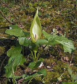 Foltos kontyvirág (Arum maculatum)