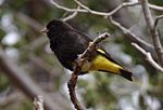 Miniatura para Carduelis atrata