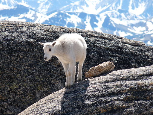 A fluffy white baby mountain goat standing on grey rocks. In the background are towering snow-covered peaks.