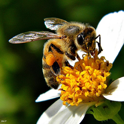 Beatrice the Honey Bee (7836716730)