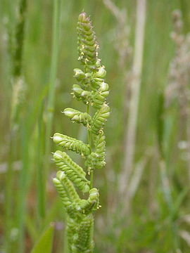 Beckmannia syzigachne