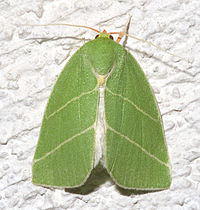 Bena bicolorana01.jpg