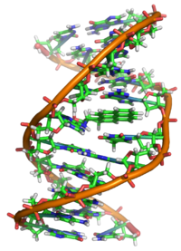 Benzopyrene DNA adduct 1JDG.png