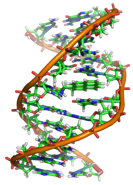 http://upload.wikimedia.org/wikipedia/commons/thumb/d/d8/Benzopyrene_DNA_adduct_1JDG.png/433px-Benzopyrene_DNA_adduct_1JDG.png