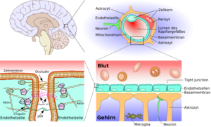 Schematic sketch showing the blood-brain barrier.