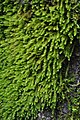 Bryum (2). 
 jpg