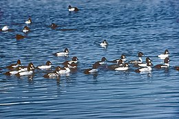 Klykuolė (Bucephala clangula)