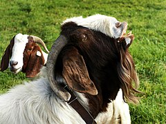 Flehmen response in a goat