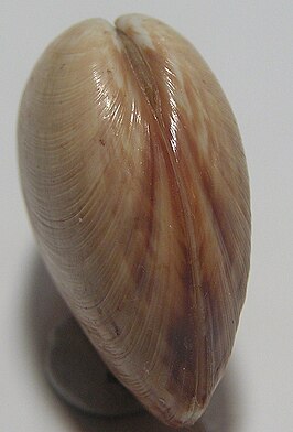 Callista diemenensis