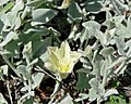 Miniatura para Calystegia malacophylla