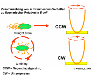 Zusammenhang von schwimmendem Verhalten zu flagelarischer Rotation in E.coli