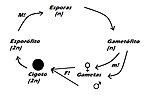 Miniatura para Ciclo de vida haplodiplonte