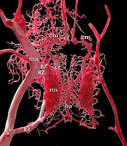 Carotid Rete