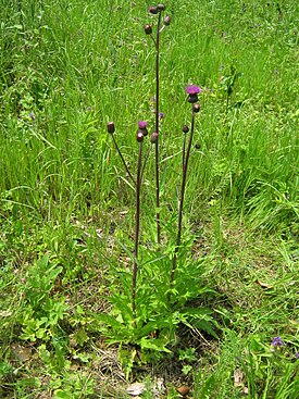 Cirsium heterophyllum 03.jpg