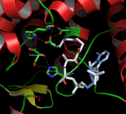 Цитрат synthase2.png