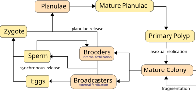 Life cycles of broadcasters and brooders Coral Life Cycles ZP.svg