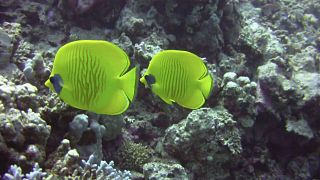 Pareja de butterflyfish en Triton House Reef