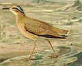 11 / Cream-coloured Courser