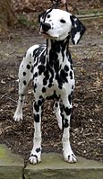 The Dalmatian coat is usually short, fine, and dense