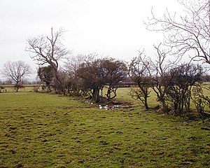 Decaying hedges mark the lines of the straight field boundaries created by a Parliamentary Act of Enclosure. Decaying hedge - geograph.org.uk - 1715089.jpg