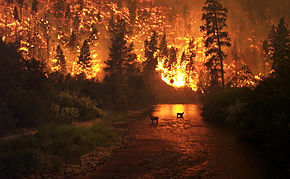 William L. Rowe's example of natural evil: "In some distant forest lightning strikes a dead tree, resulting in a forest fire. In the fire a fawn is trapped, horribly burned, and lies in terrible agony for several days before death relieves its suffering." Rowe also cites the example of human evil where an innocent child is a victim of violence and thereby suffers. Deerfire high res edit.jpg