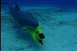 Delfin des US-Militrs mit Marker fr Seeminen