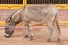 Donkey