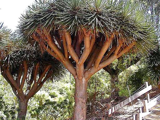 Dragons blood trees