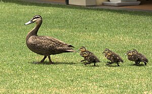 Ducklings following their mother Duck & Ducklings Morning Walk.jpg