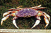 A crab in the grass, alongside a ruler, exhibiting a purple body and five pairs of yellow legs.