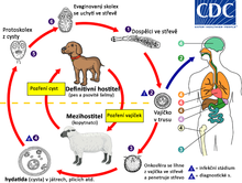ilustrovaný pes, ovce, člověk a stádia echinokoka