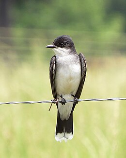 Keleti királygébics (Tyrannus tyrannus)