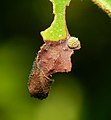 Œuf sur feuille de Neolamarckia cadamba.