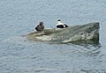 Eiders at Lunderston Bay