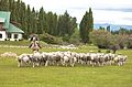 Schapen in Argentinië. Het land is de 11e grootste wolproducent ter wereld.