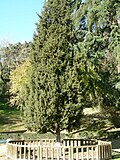 Miniatura para Juniperus drupacea