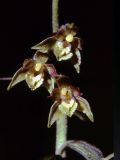 Miniatura para Epipactis microphylla