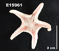 Eremicaster crassus (USNM)