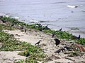 Fort-Kochi-Strand in Indien: zwischen angespülten Pflanzen finden auch Vögel oft Nahrung