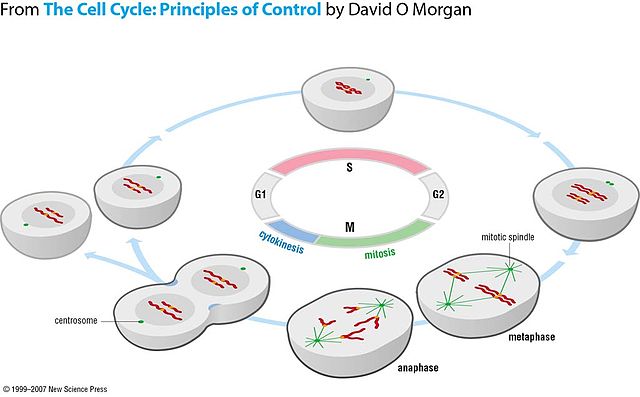 view Computational Modelling of Biomechanics and Biotribology in the Musculoskeletal