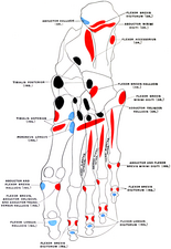 Musculus tibialis posteriors fästen under foten