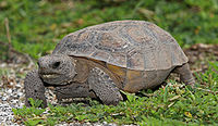 An abraded tortoise walking on sandy ground.