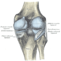 Miniatura para Articulación de la rodilla