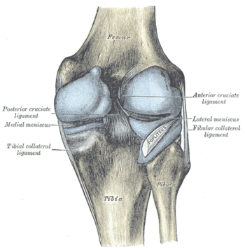 Capsule of right knee-joint (distended). Poste...