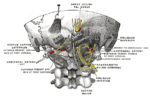 Miniatura para Rama posterior del nervio cervical