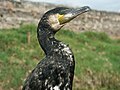 Great Cormorant used for fishing in Erhai Lake, Yunnan, China.