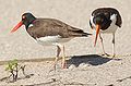 Two standing near their eggs in a nest on the Atlantic coast, New Jersey, USA