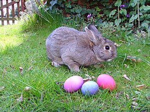 A Cute Little Bunny With Some Eggs
