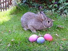 easterbunny pictures