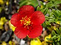 Helianthemum 'Red Dragon'.